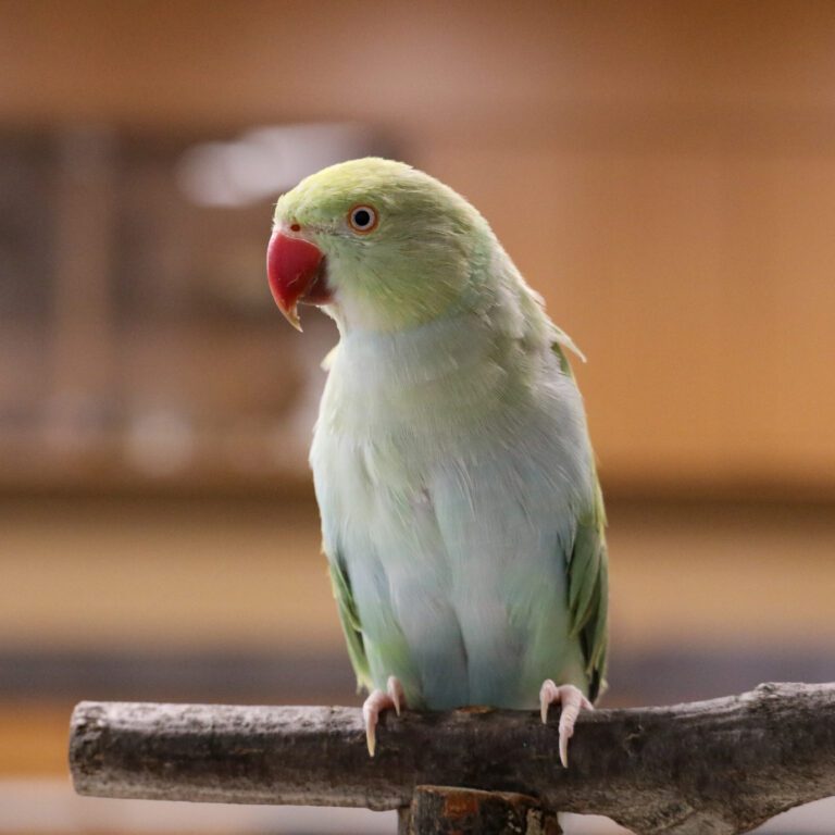 papagoi pilt